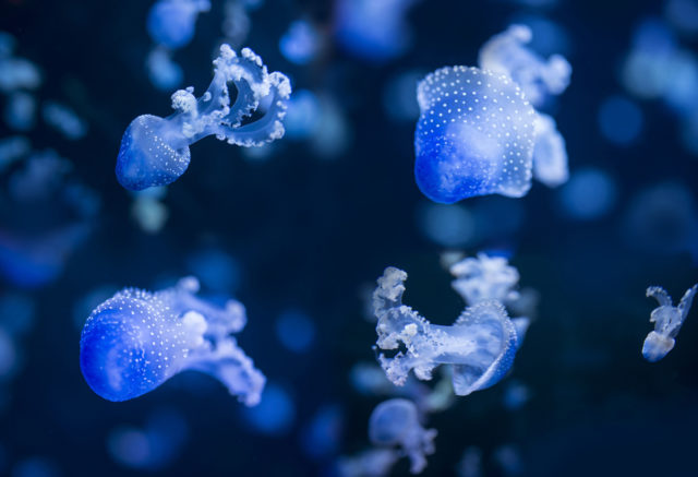 Cómo fotografiar a los habitantes de los acuarios: medusas.