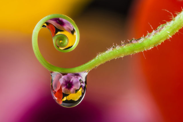 Fotografiando lo reflejado en una gota de agua: Fotografía de un zarcillo en espiral con una gota. 
