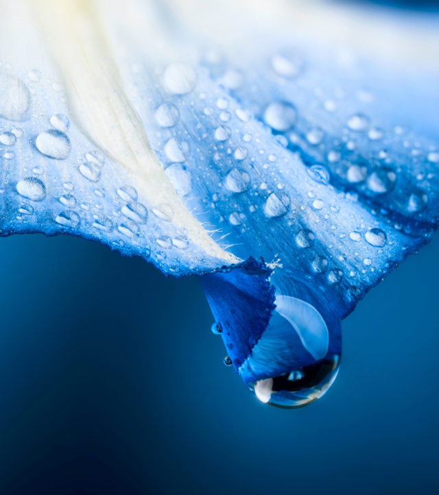 Fotografiando lo reflejado en una gota de agua: En la foto se ve un fragmento de una flor de petunia.